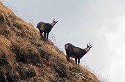 Pizzo Farno (2506 m) , salito ad anello dal Monte Aviasco (2408 m) il 18 ottobre 2014 - FOTOGALLERY